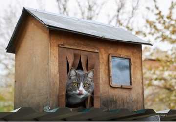 How to Build a Safe and Fun Outdoor Enclosure for Cats