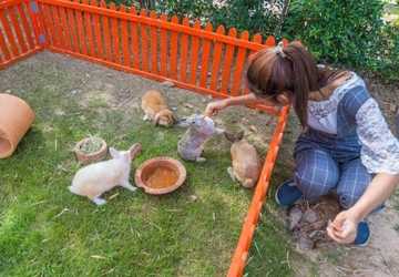 How to Build a Safe and Fun Outdoor Enclosure for Cats