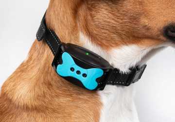 4 Amazing Features of Smart Pet Collars for Enhanced Pet Safety
