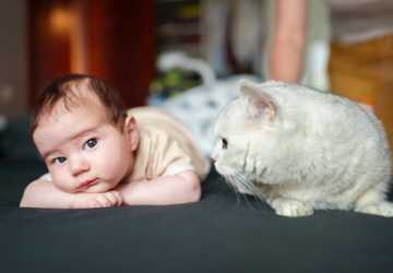 7 Ways to Introduce Your Pet to a New Baby